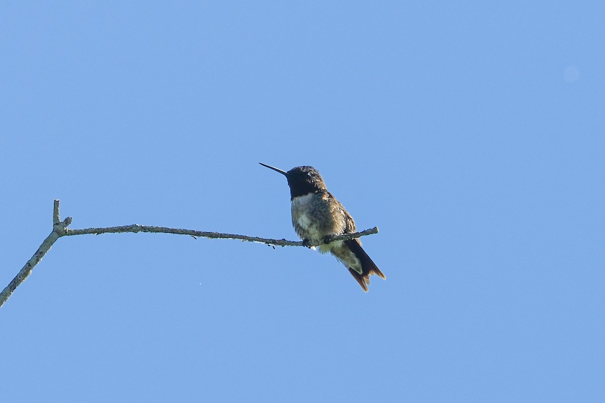 Ruby-throated Hummingbird - ML619911657