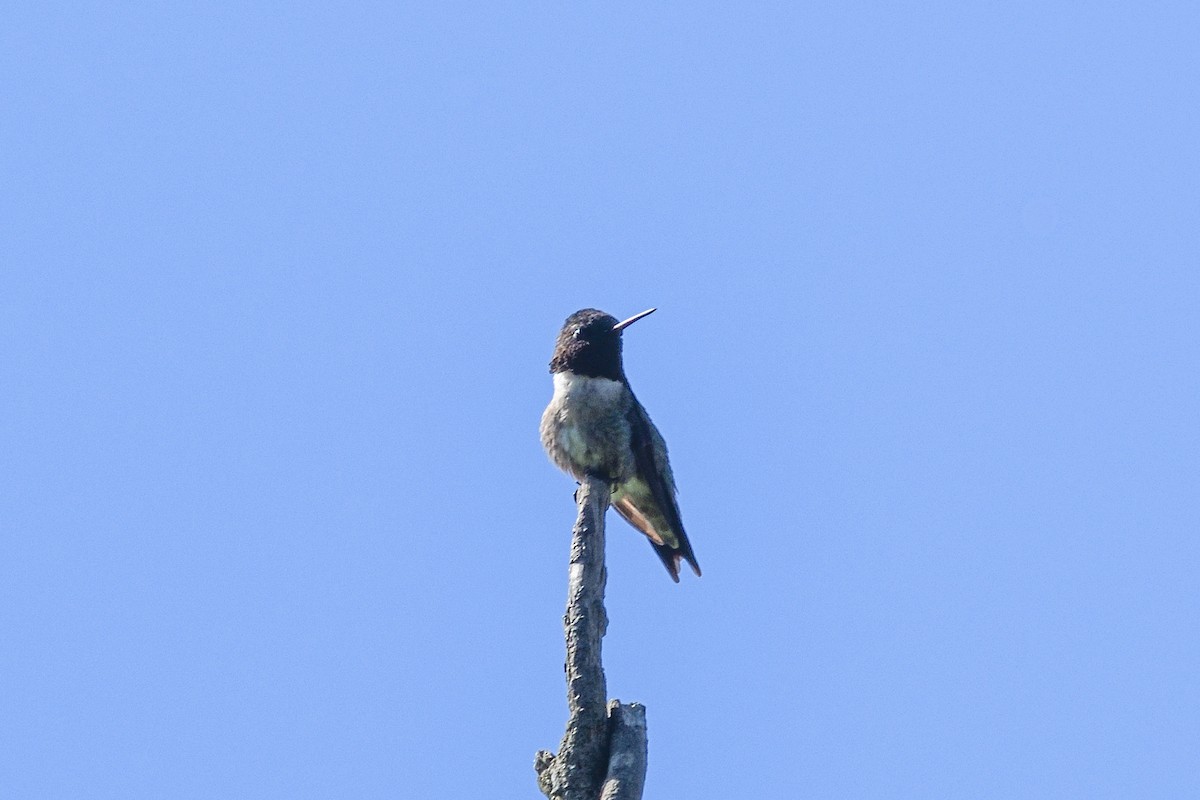 Ruby-throated Hummingbird - ML619911659