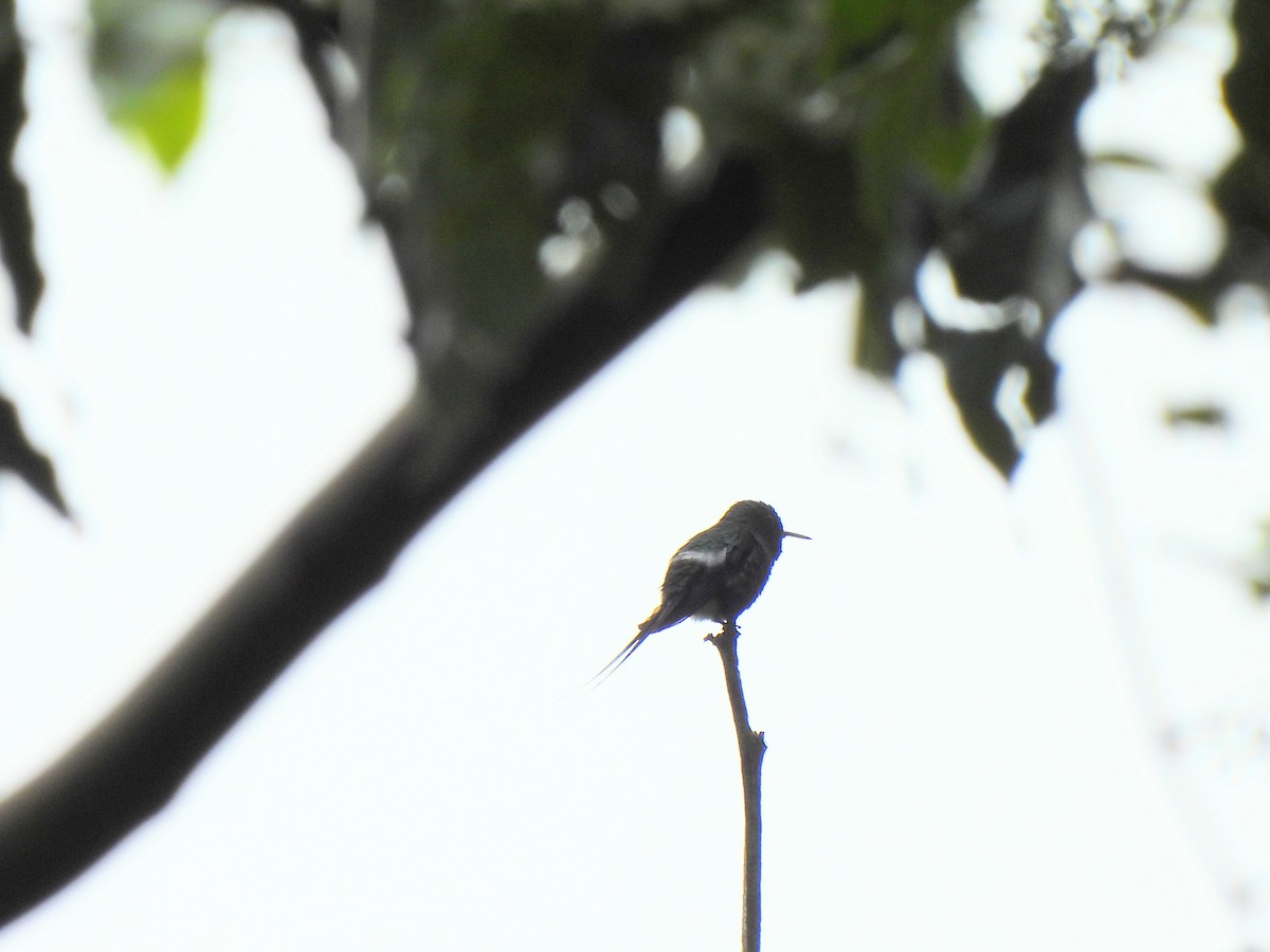 kolibřík trnoocasý - ML619911663