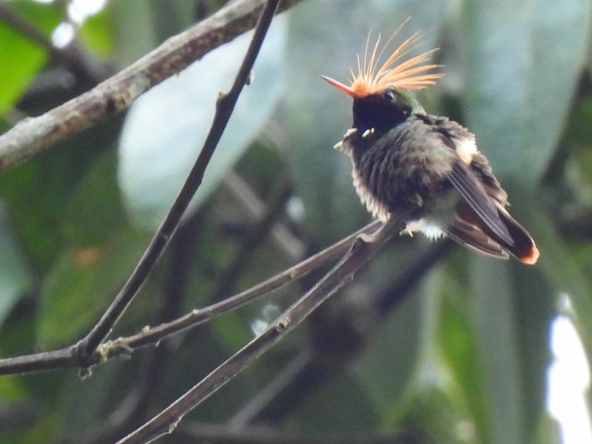 Rufous-crested Coquette - ML619911670