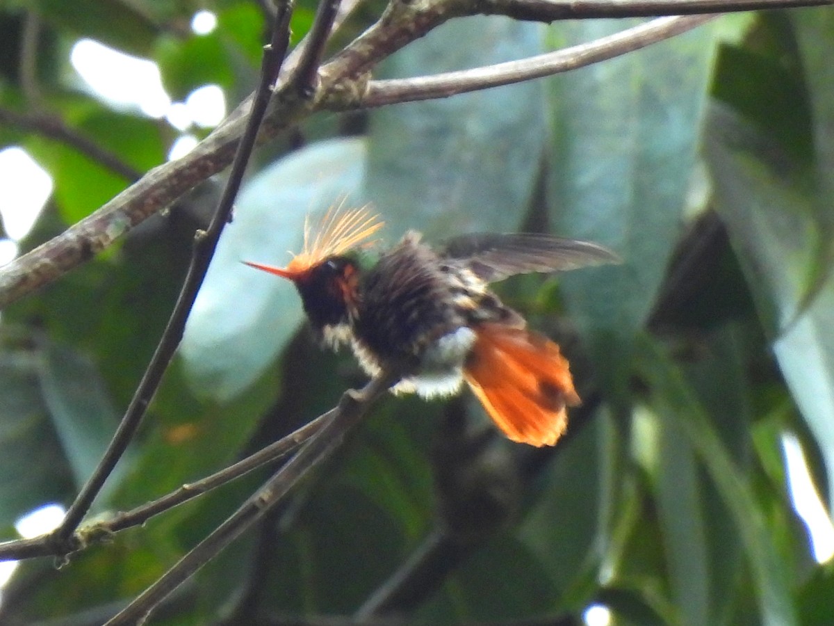 Rufous-crested Coquette - ML619911671