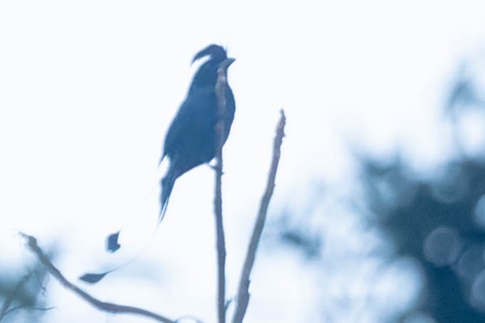 Drongo de Raquetas Grande - ML619911674