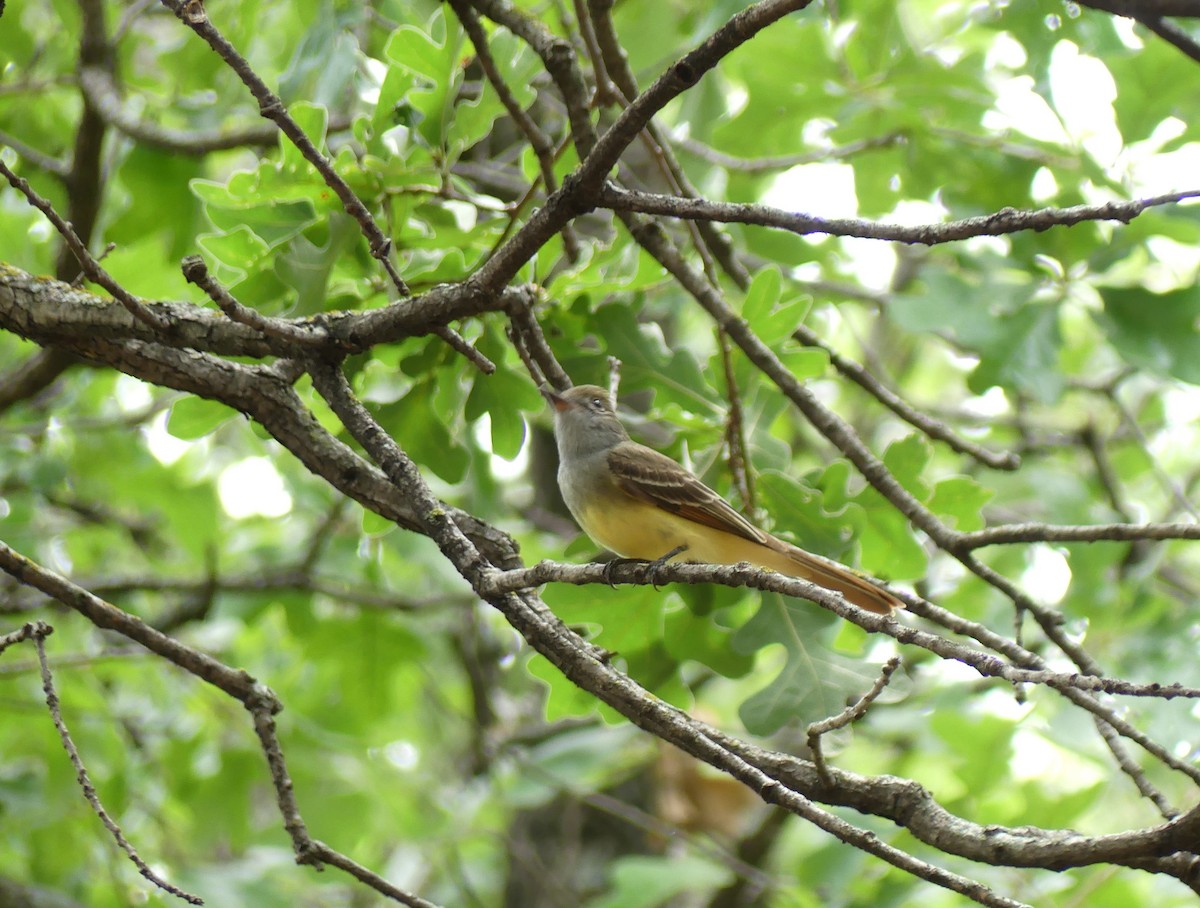 Great Crested Flycatcher - ML619911675