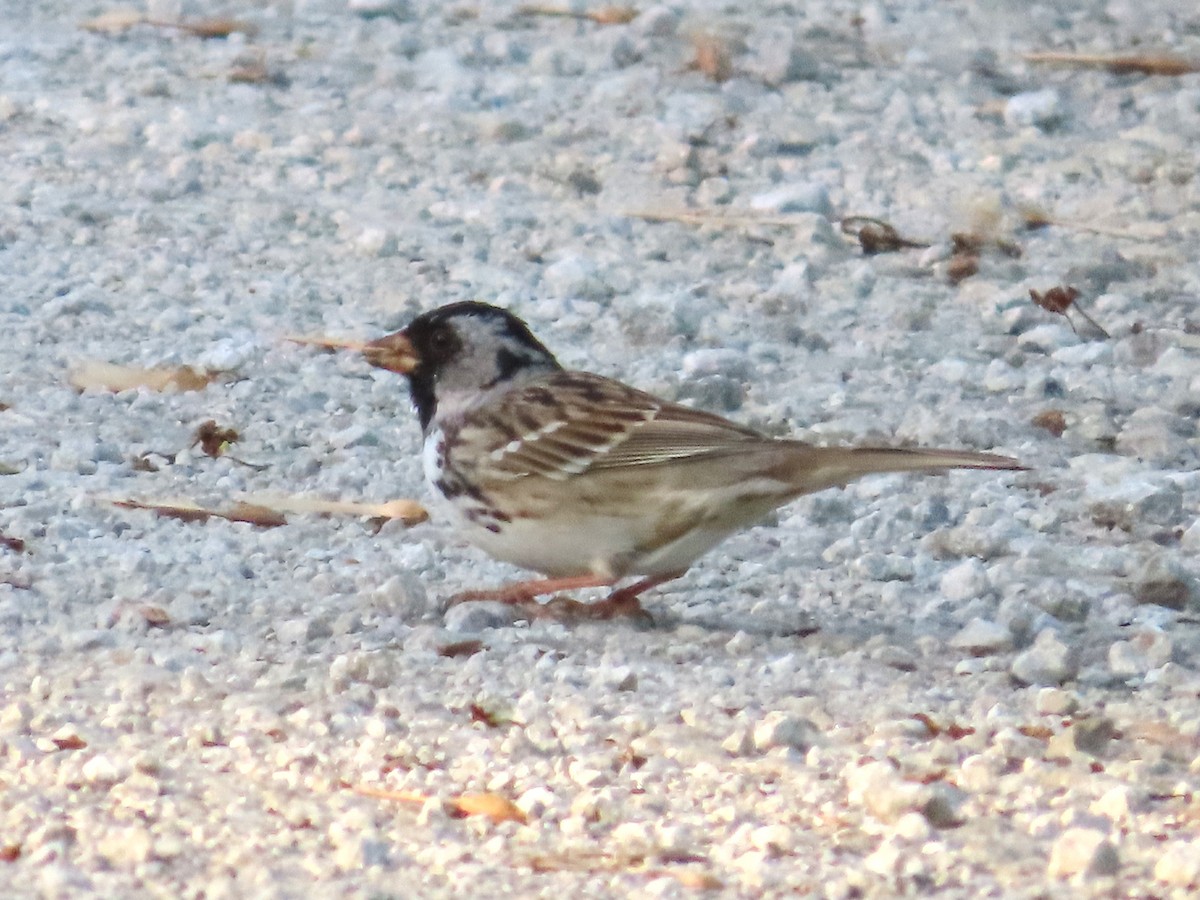 Harris's Sparrow - ML619911676