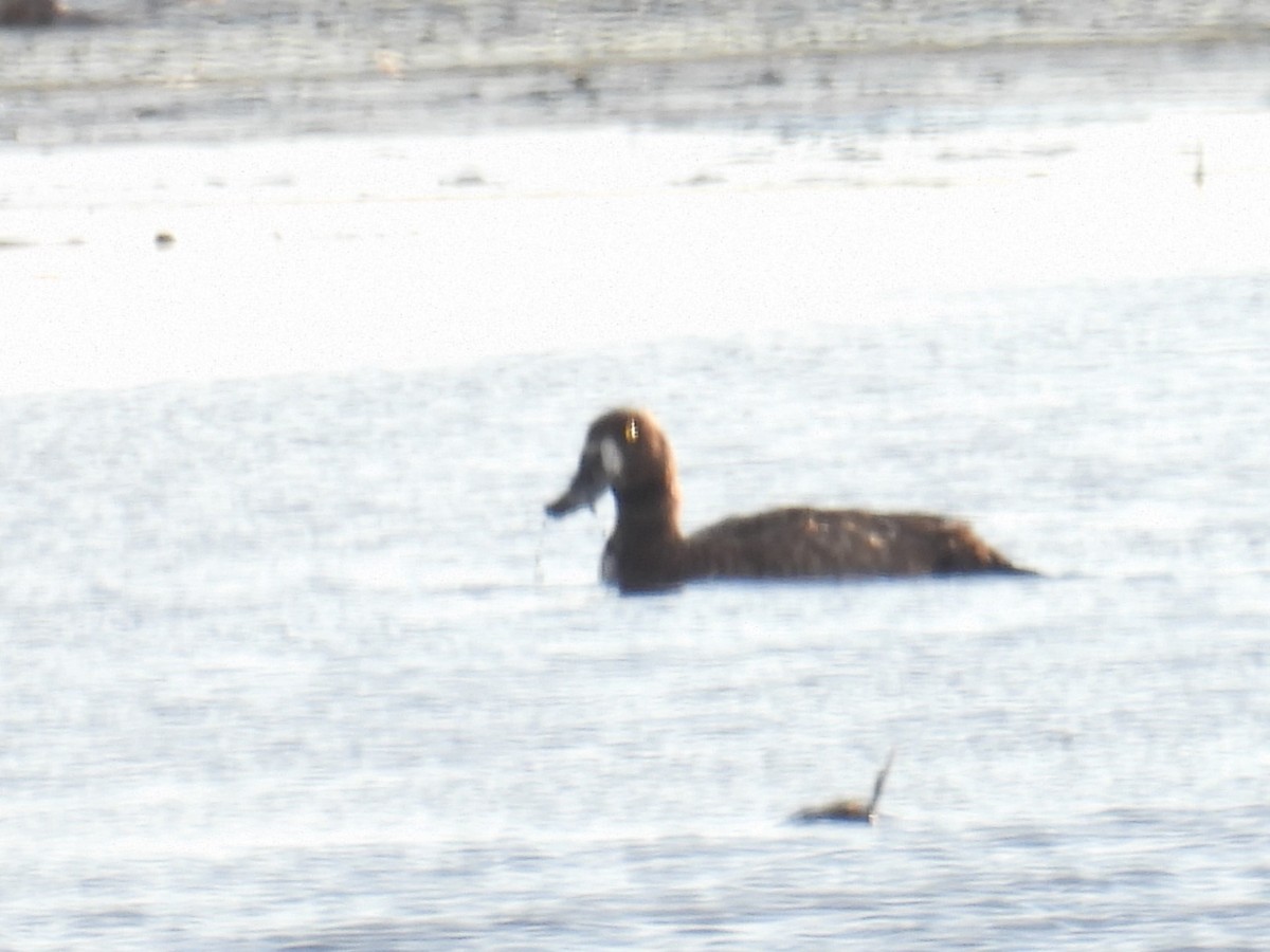 Greater Scaup - ML619911679