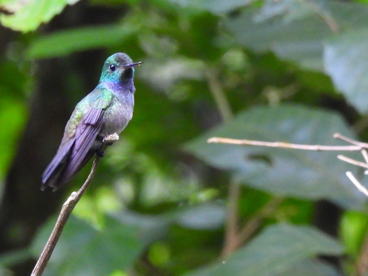 Blue-chested Hummingbird - ML619911690
