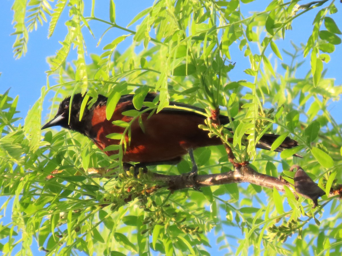 Orchard Oriole - ML619911700