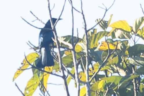 Hair-crested Drongo - ML619911707