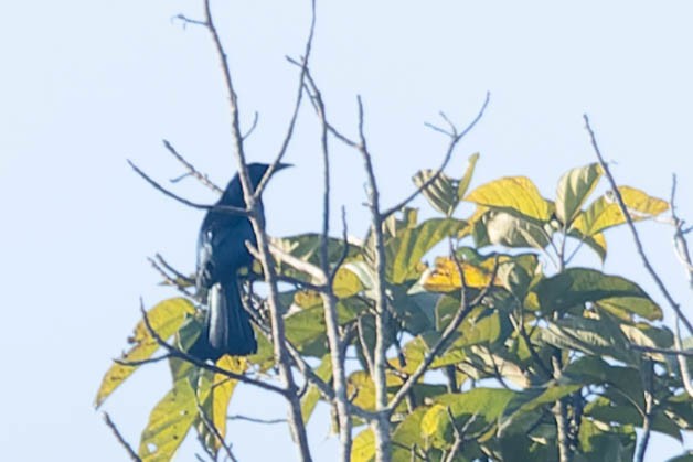 Hair-crested Drongo - ML619911708