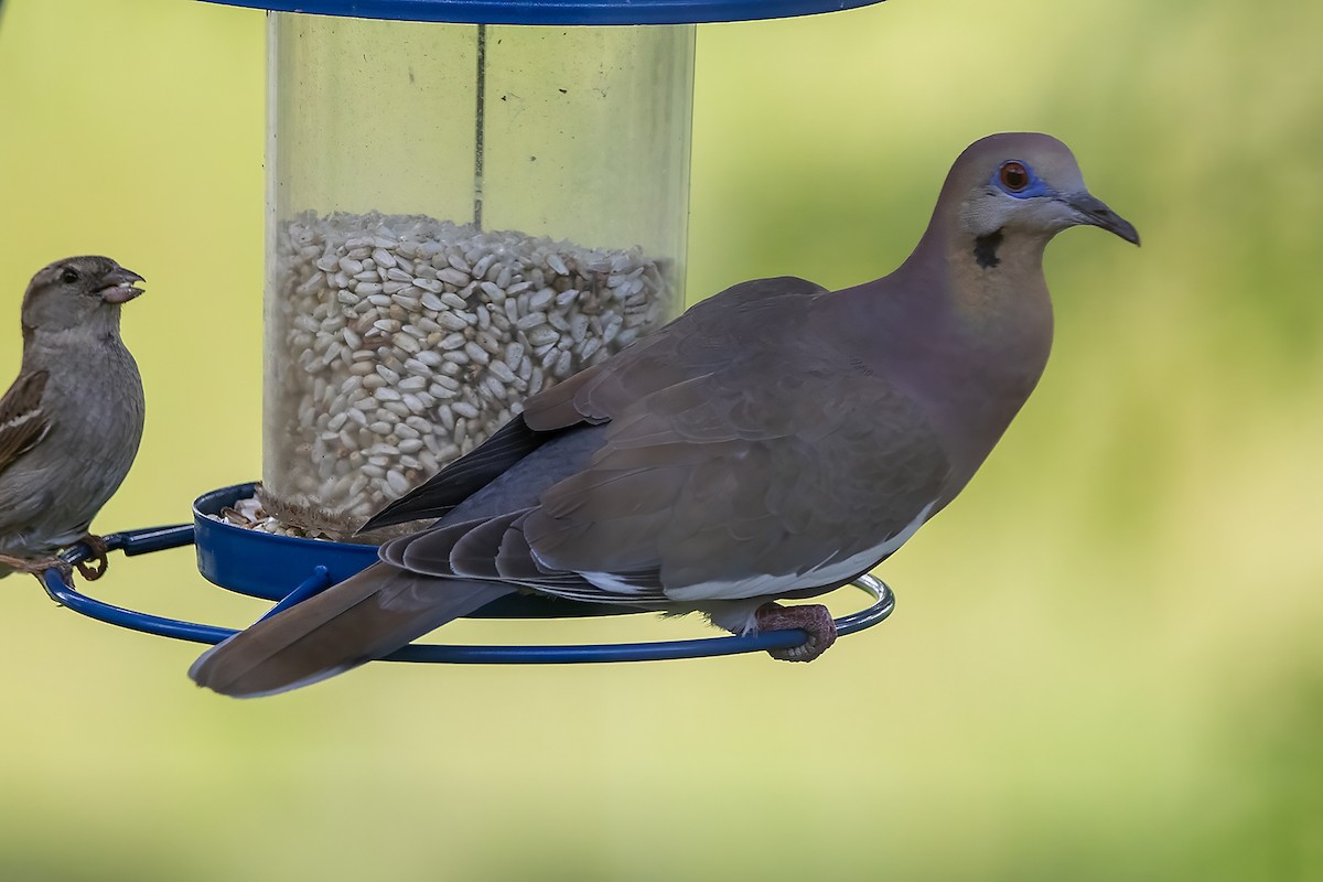 White-winged Dove - ML619911739