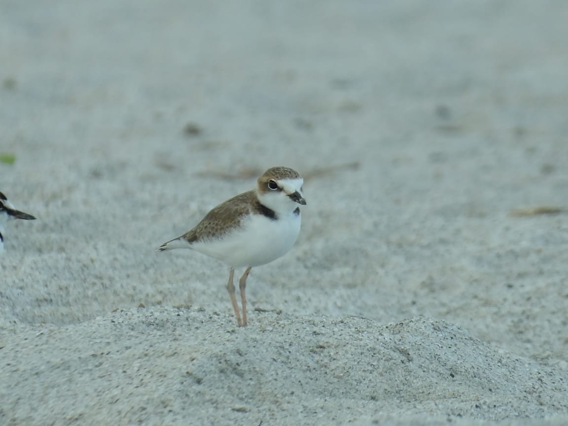 Collared Plover - ML619911741