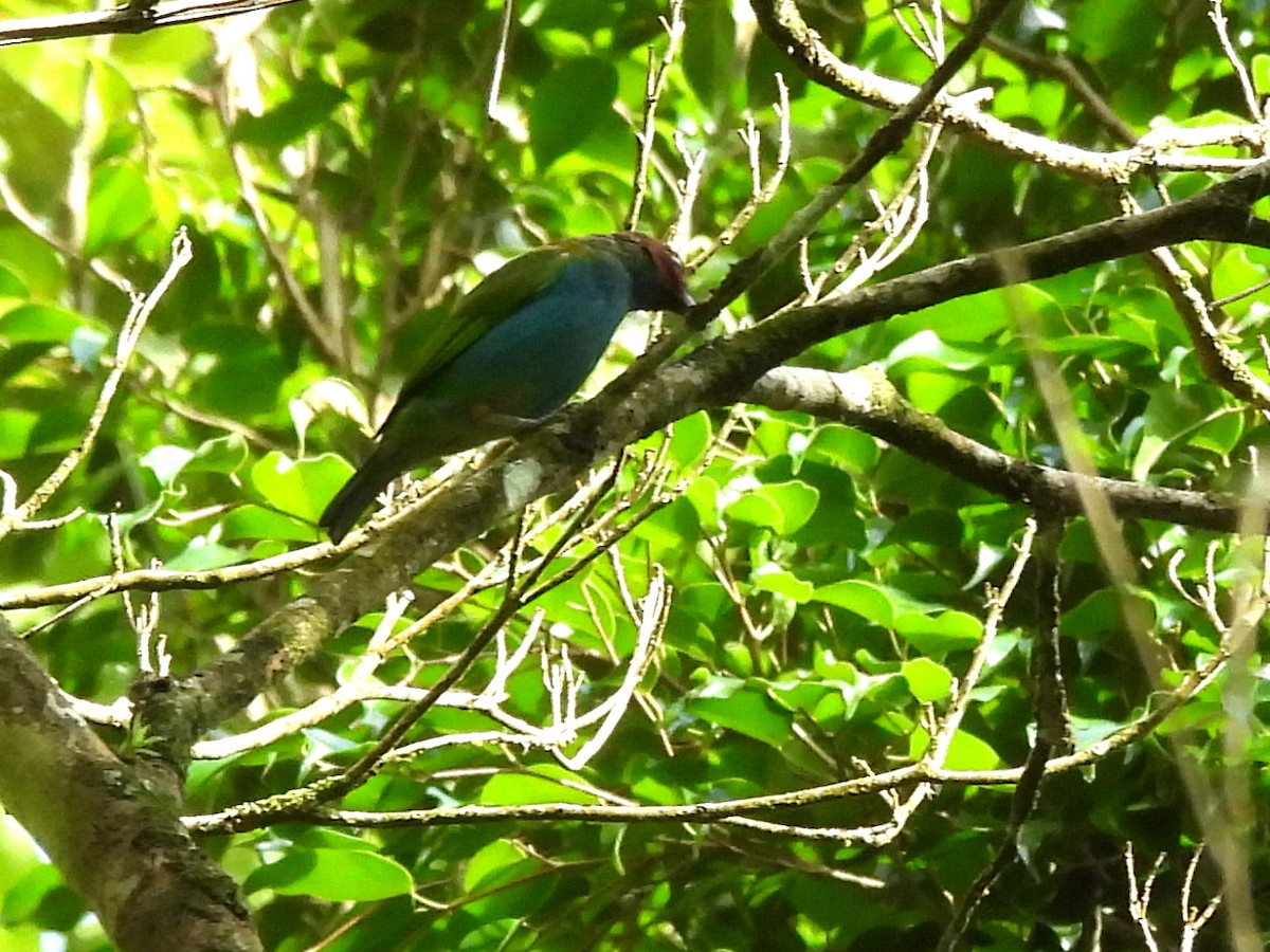 Bay-headed Tanager - ML619911754