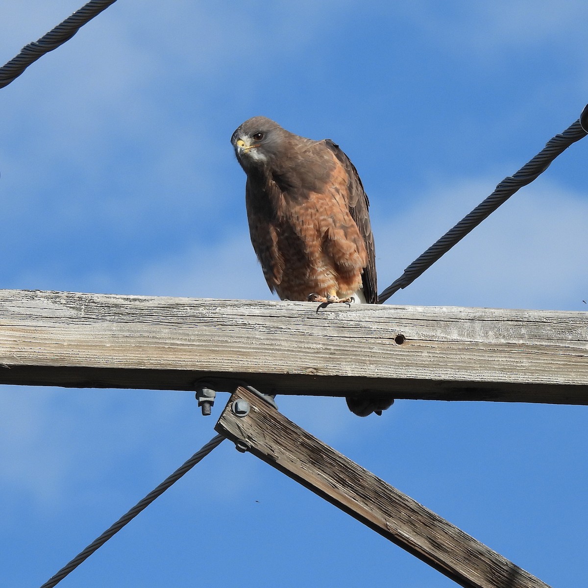 Swainson's Hawk - ML619911779