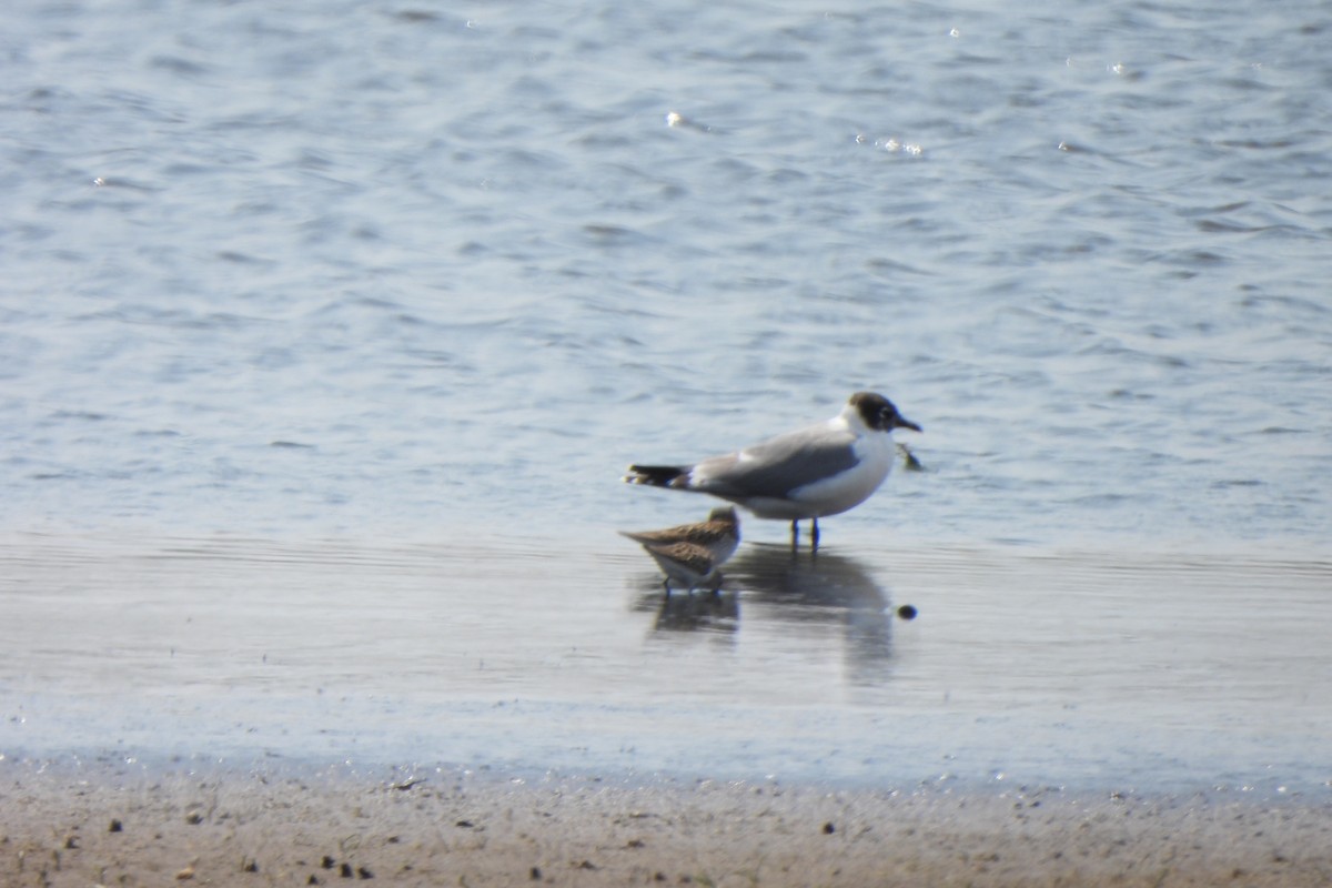 Franklin's Gull - ML619911801