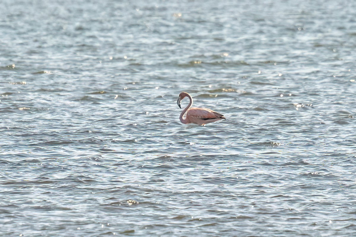 American Flamingo - ML619911810