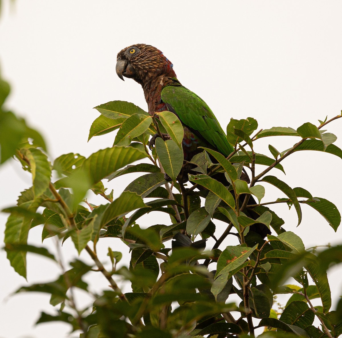 Red-fan Parrot - ML619911821