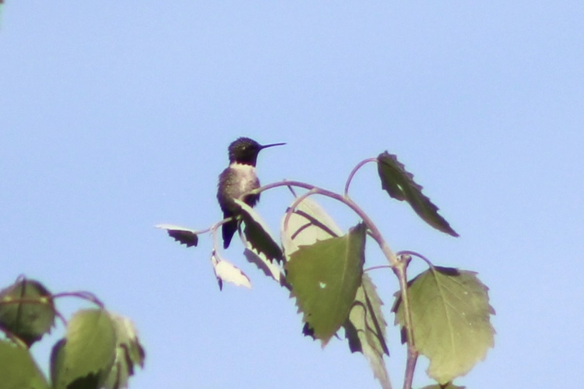 Ruby-throated Hummingbird - ML619911823