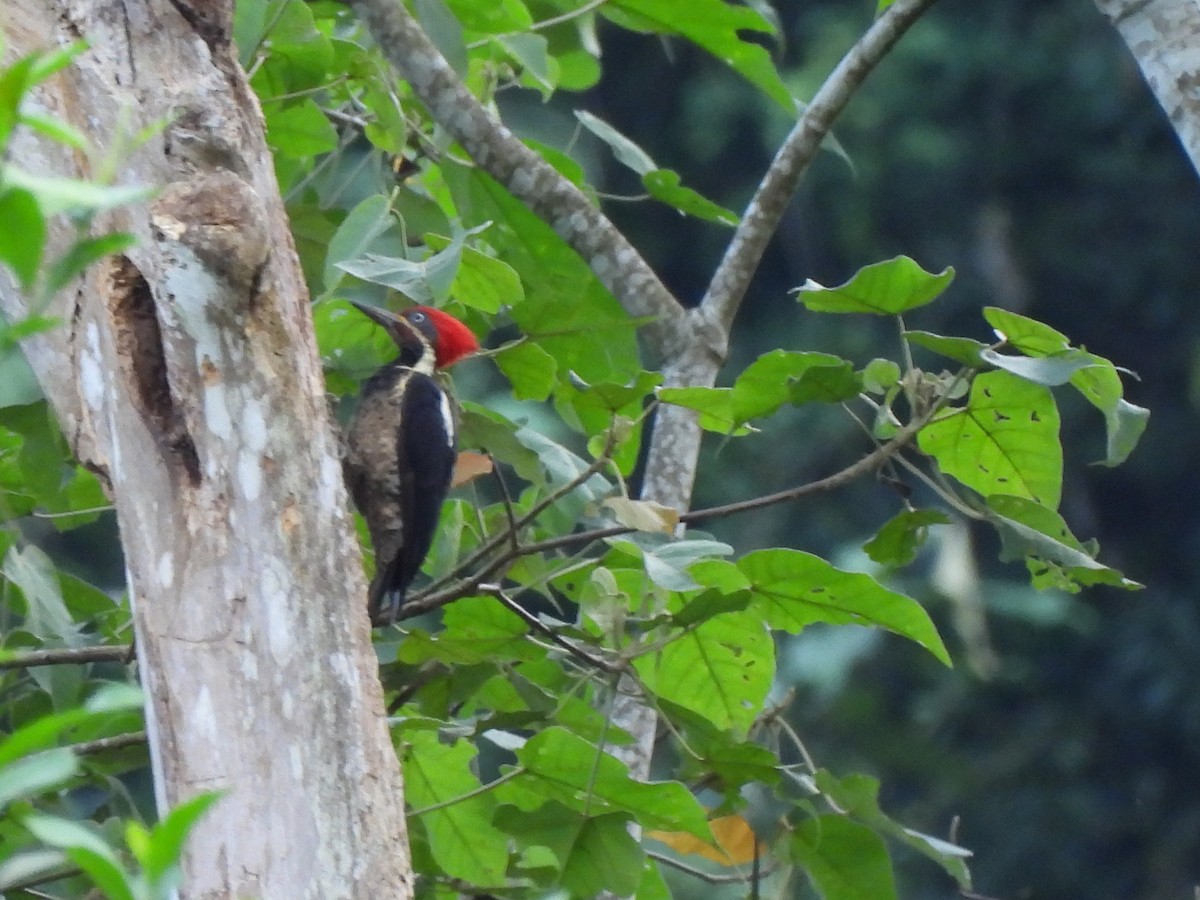 Lineated Woodpecker - ML619911826
