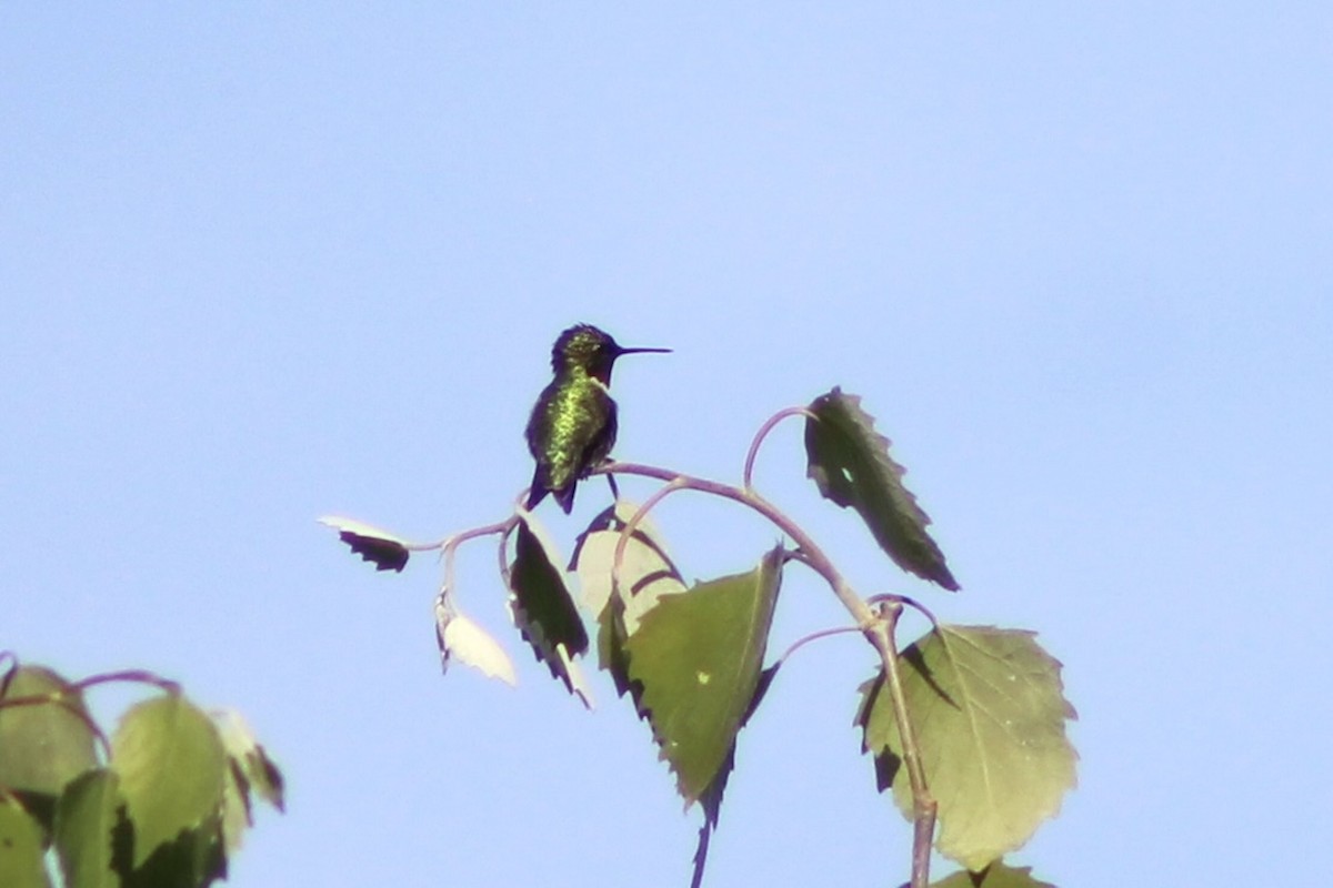 Ruby-throated Hummingbird - ML619911834