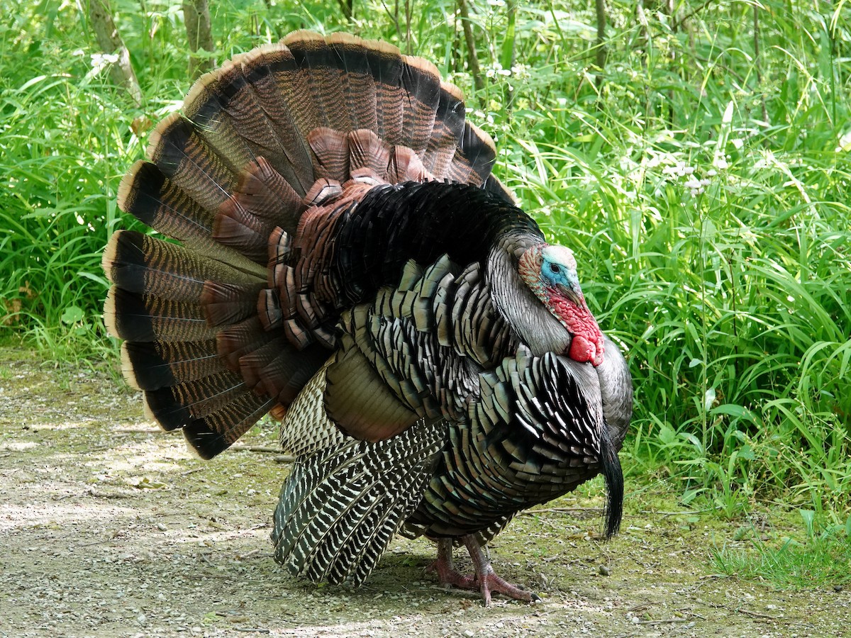 Wild Turkey - ML619911848