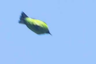 Golden-fronted Leafbird - ML619911849