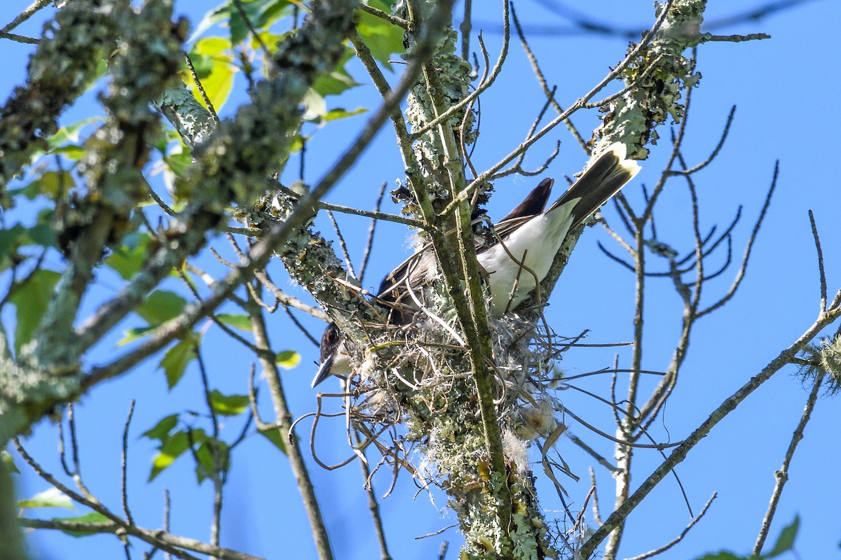 Eastern Kingbird - ML619911856