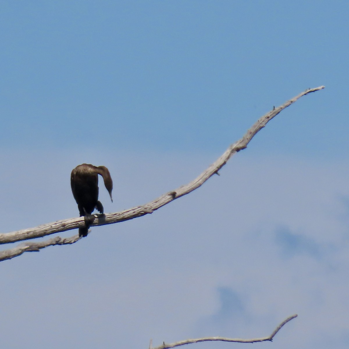 Double-crested Cormorant - ML619911876