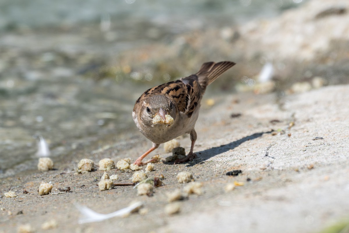 House Sparrow - ML619911879