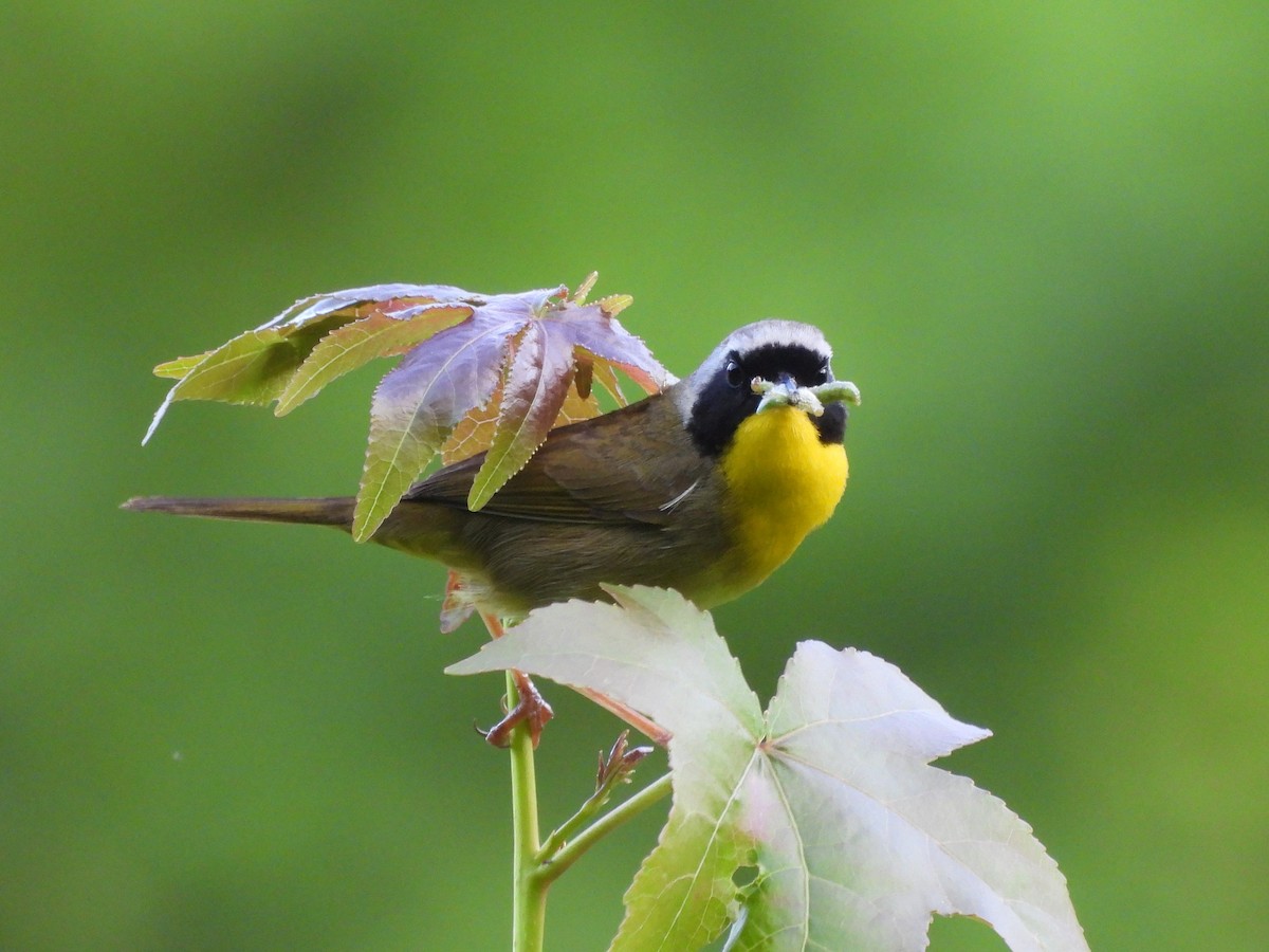 Common Yellowthroat - ML619911908