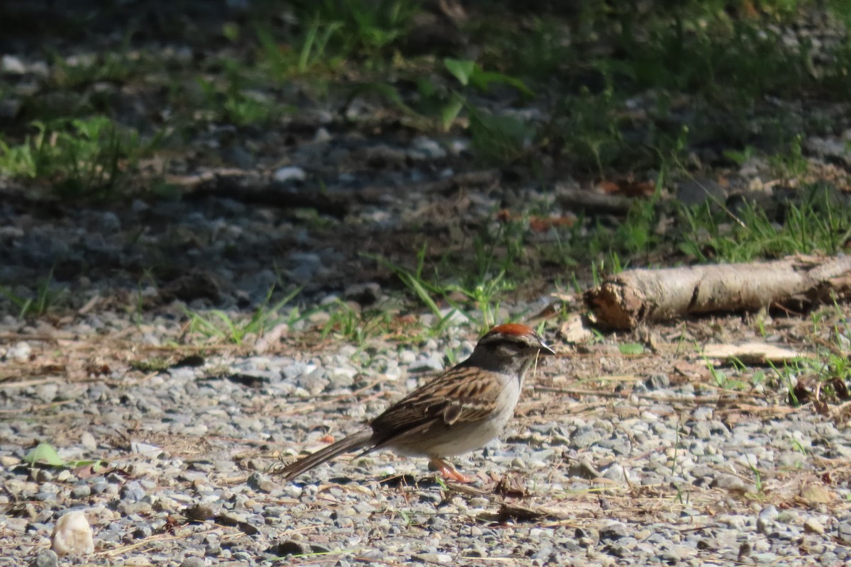 Chipping Sparrow - ML619911920