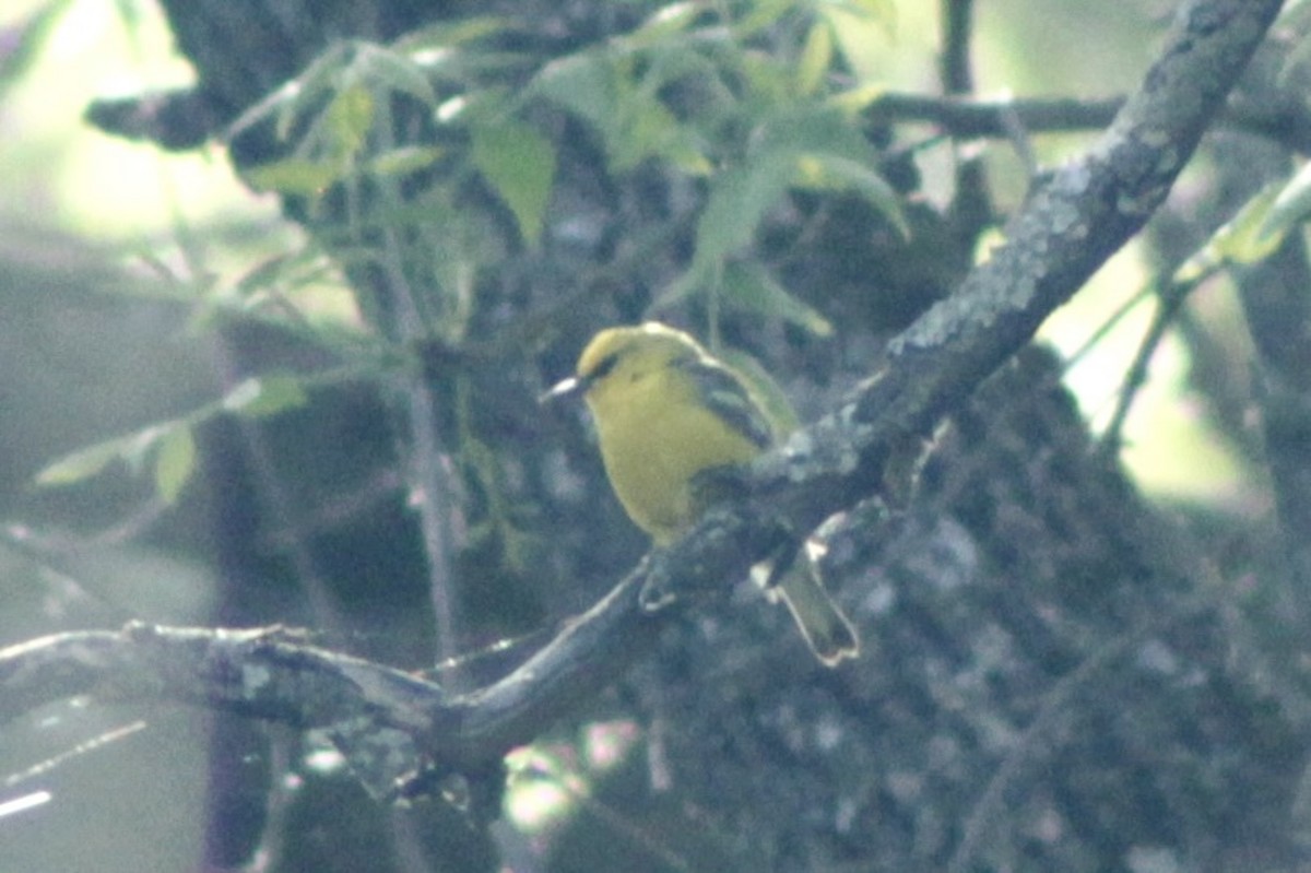 Blue-winged Warbler - ML619911921