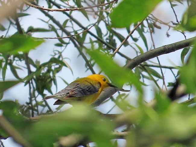 Prothonotary Warbler - ML619911926