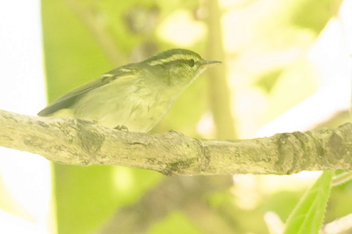 Yellow-browed Warbler - ML619911928