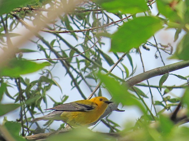 Prothonotary Warbler - ML619911930