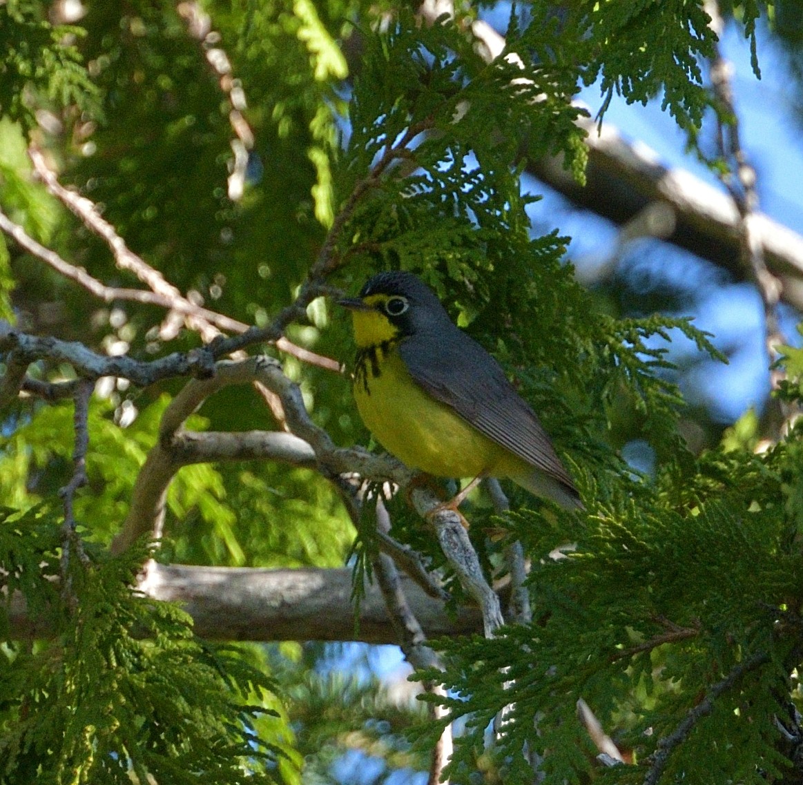 Canada Warbler - ML619911948