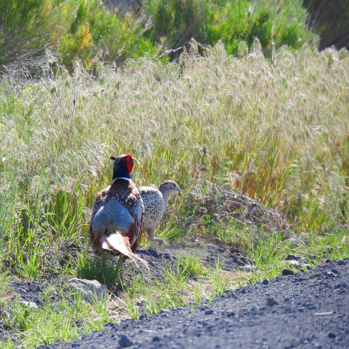 Ring-necked Pheasant - ML619911951