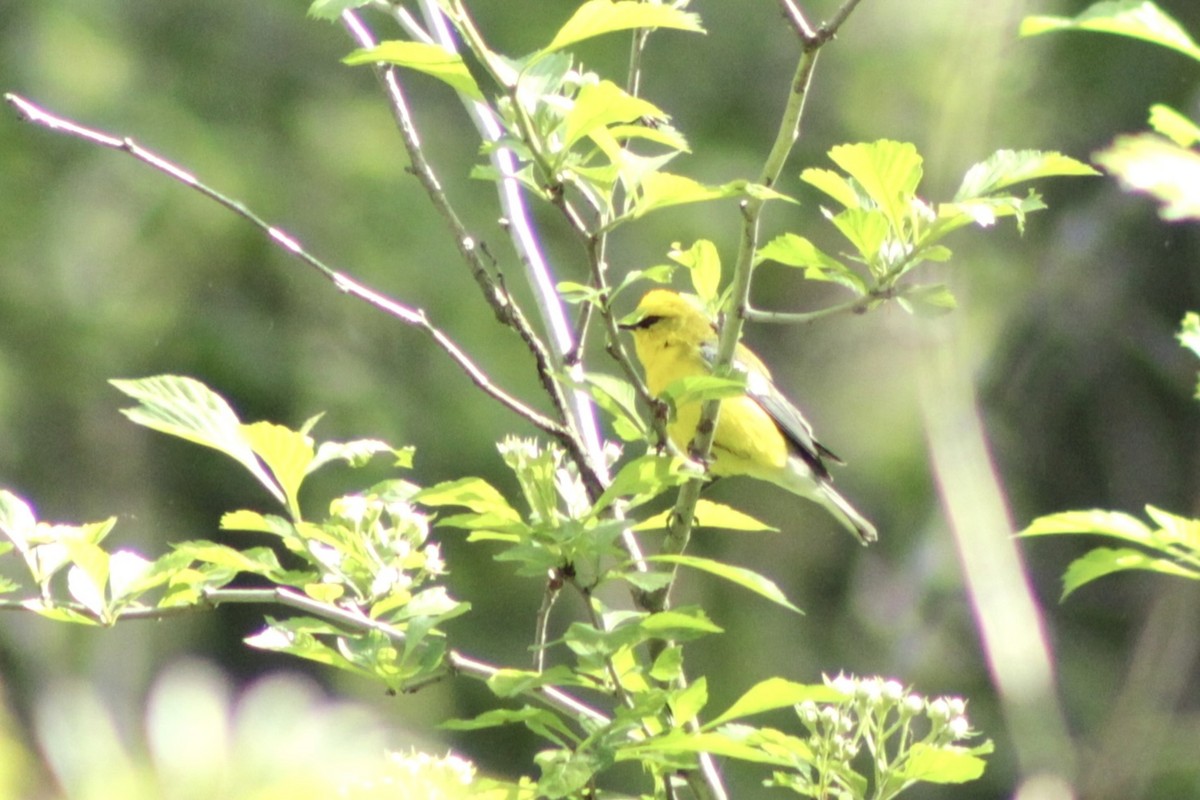 Blue-winged Warbler - ML619911957