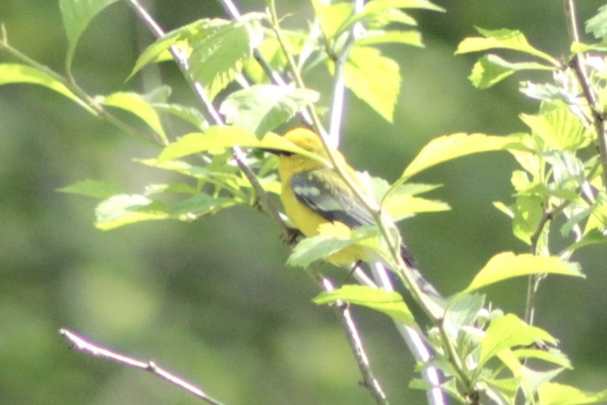 Blue-winged Warbler - ML619911960