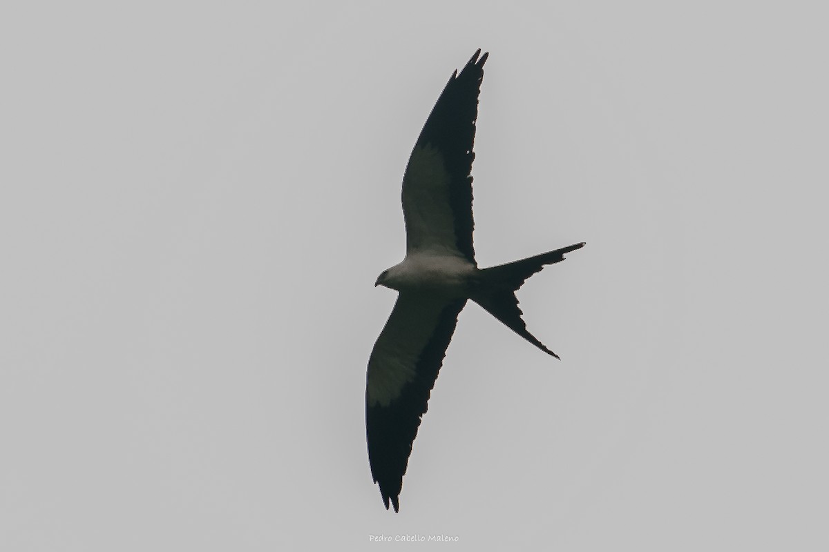 Swallow-tailed Kite - ML619911976
