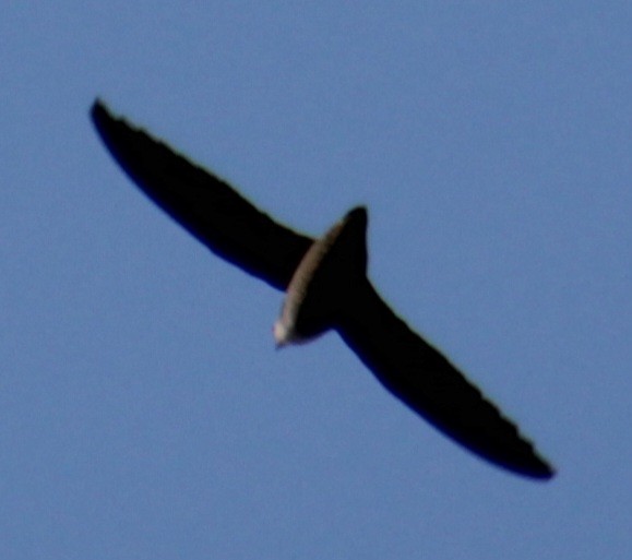 Chimney Swift - ML619911996