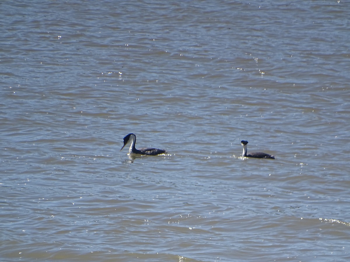 Western Grebe - ML619912000