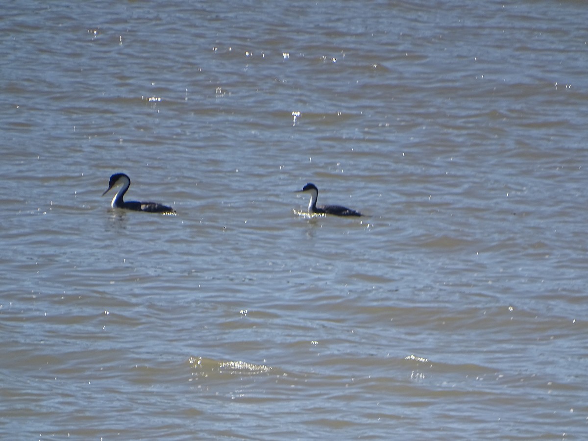 Western Grebe - ML619912001