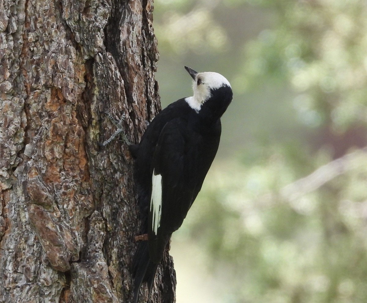 White-headed Woodpecker - ML619912023