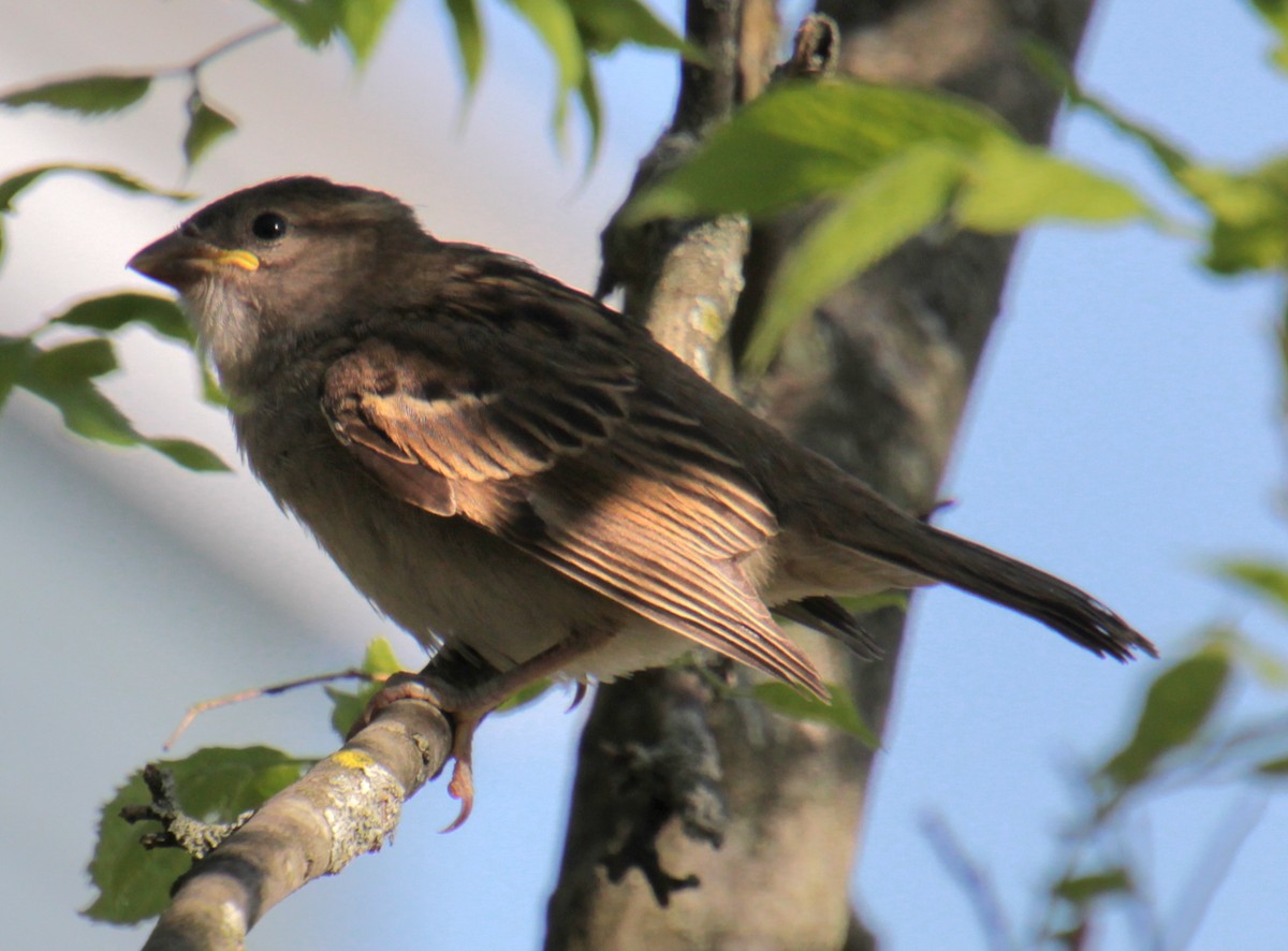 House Sparrow - ML619912049