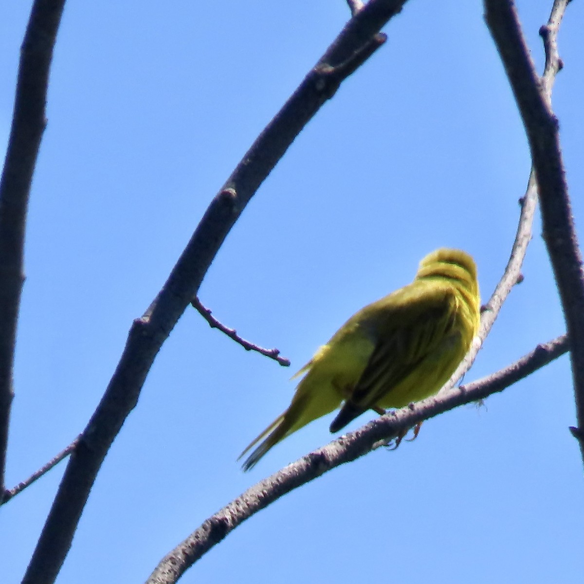 Yellow Warbler - ML619912055