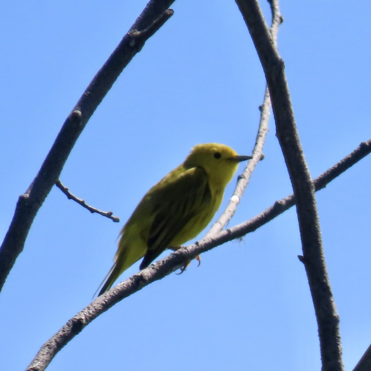 Yellow Warbler - ML619912056