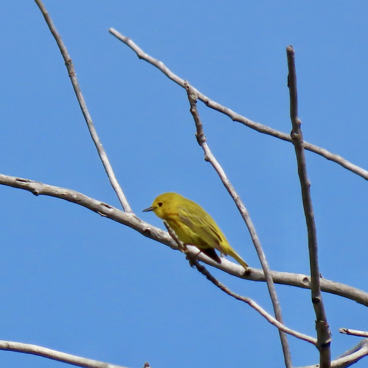 Yellow Warbler - ML619912057