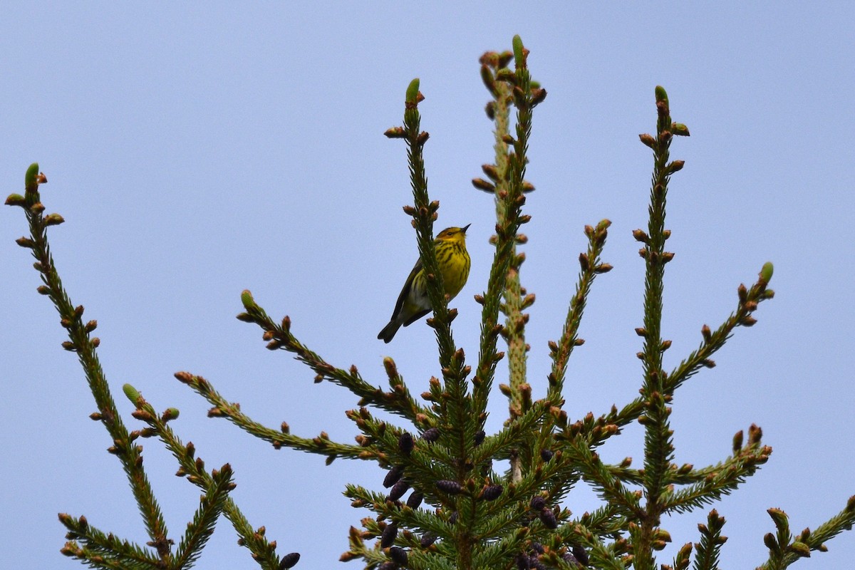 Cape May Warbler - ML619912058