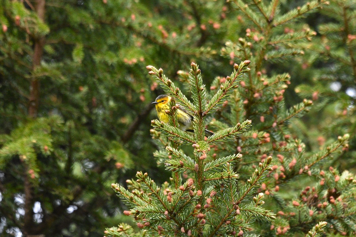 Cape May Warbler - ML619912065