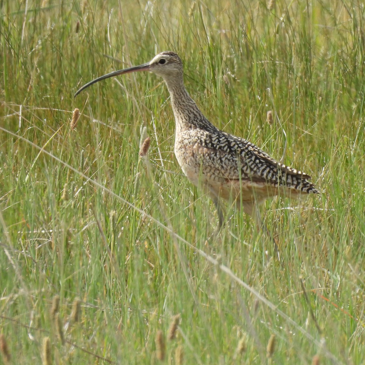 Long-billed Curlew - ML619912067